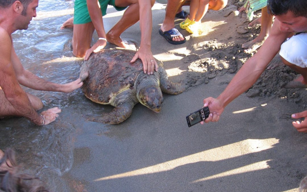 Opportunità SVE sulla salvaguardia delle tartarughe di mare