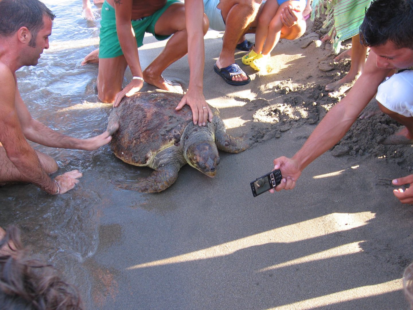 caretta caretta
