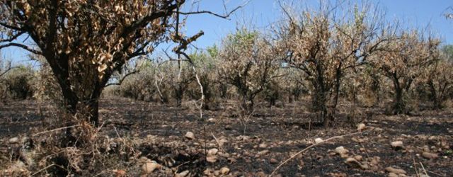 Contro gli incendi sui terreni confiscati di Libera Terra
