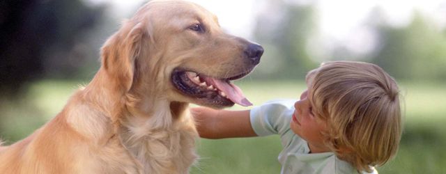 Pet Therapy