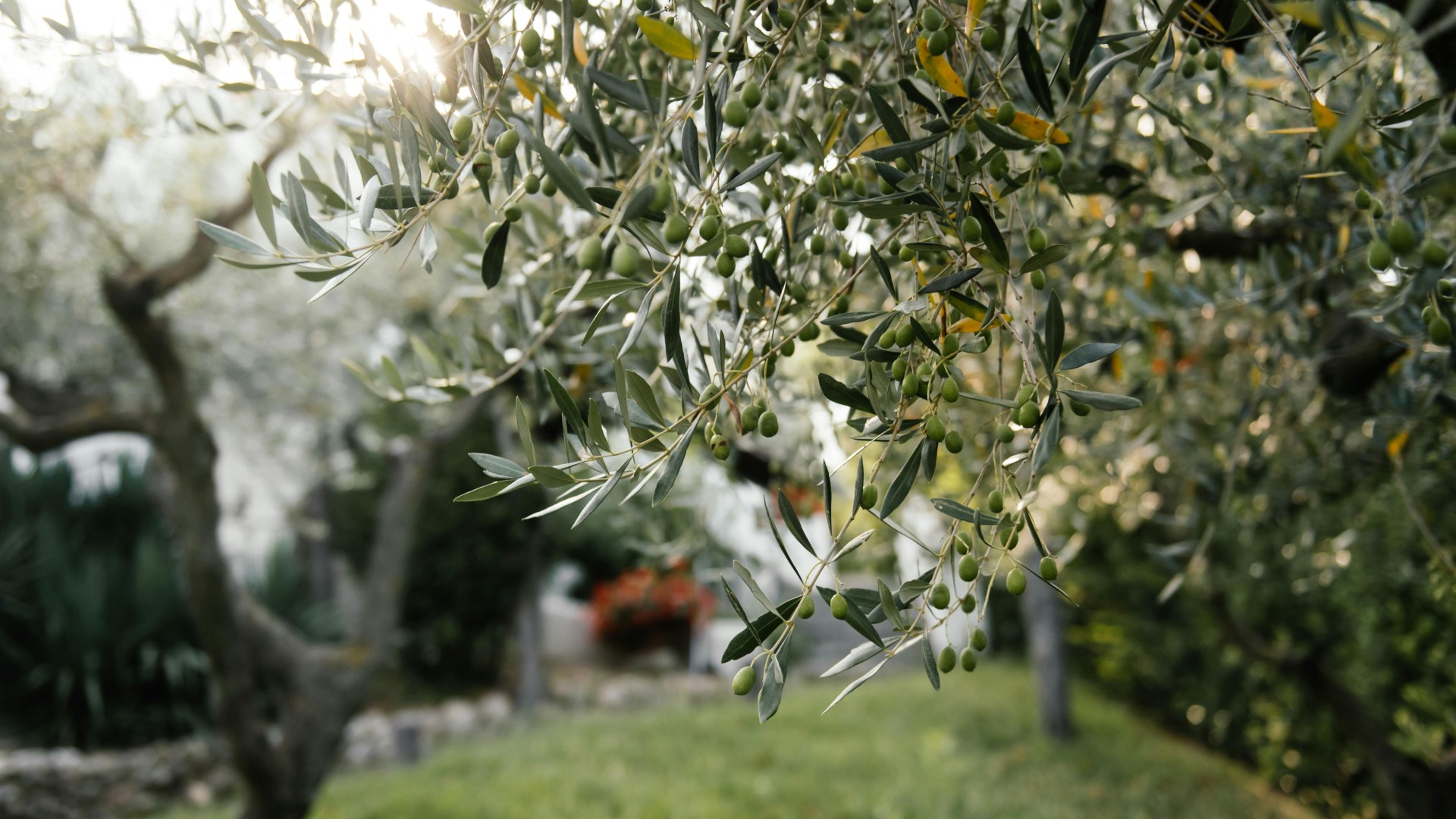 An olive tree.