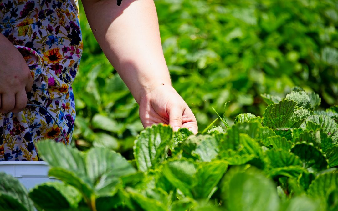 Donne e agroalimentare: come cambia il settore e prospettive d’inclusione lavorativa