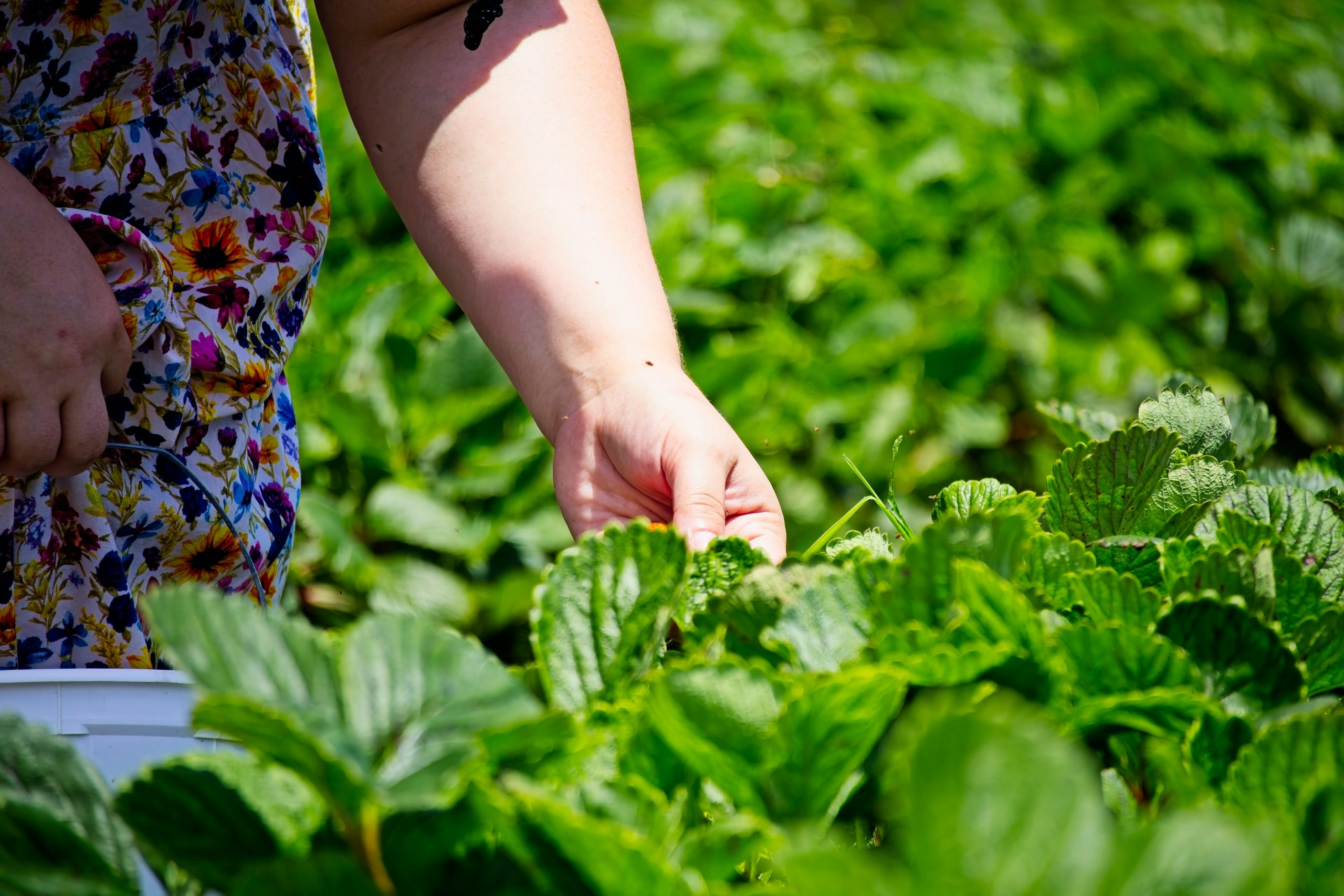 Donne e agroalimentare: come cambia il settore e prospettive d’inclusione lavorativa