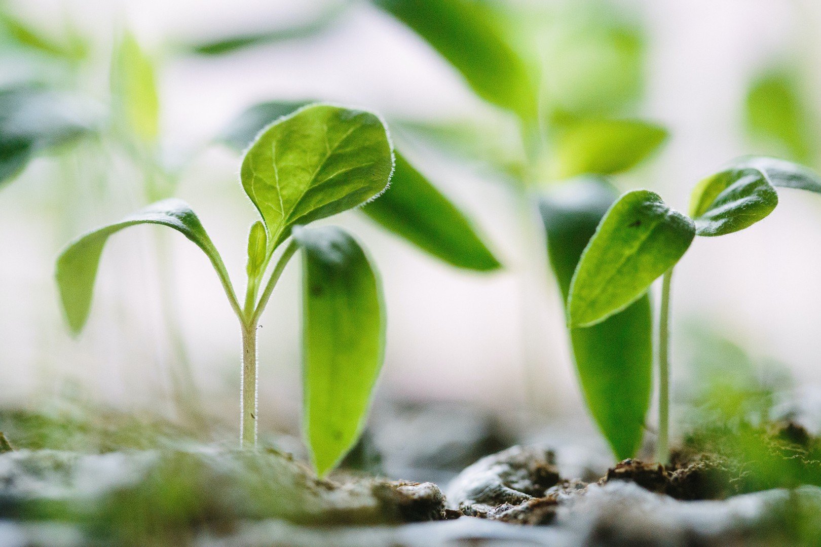 Bando di sovvenzione per start-up nel settore agroalimentare
