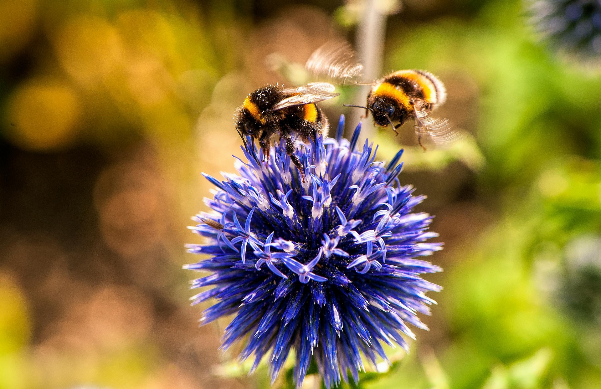 Trasforma la tua idea in un’impresa di successo con BEES