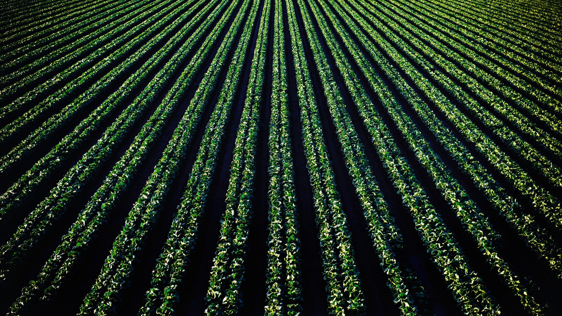 Strumenti innovativi per sviluppare competenze digitali nel settore agroalimentare