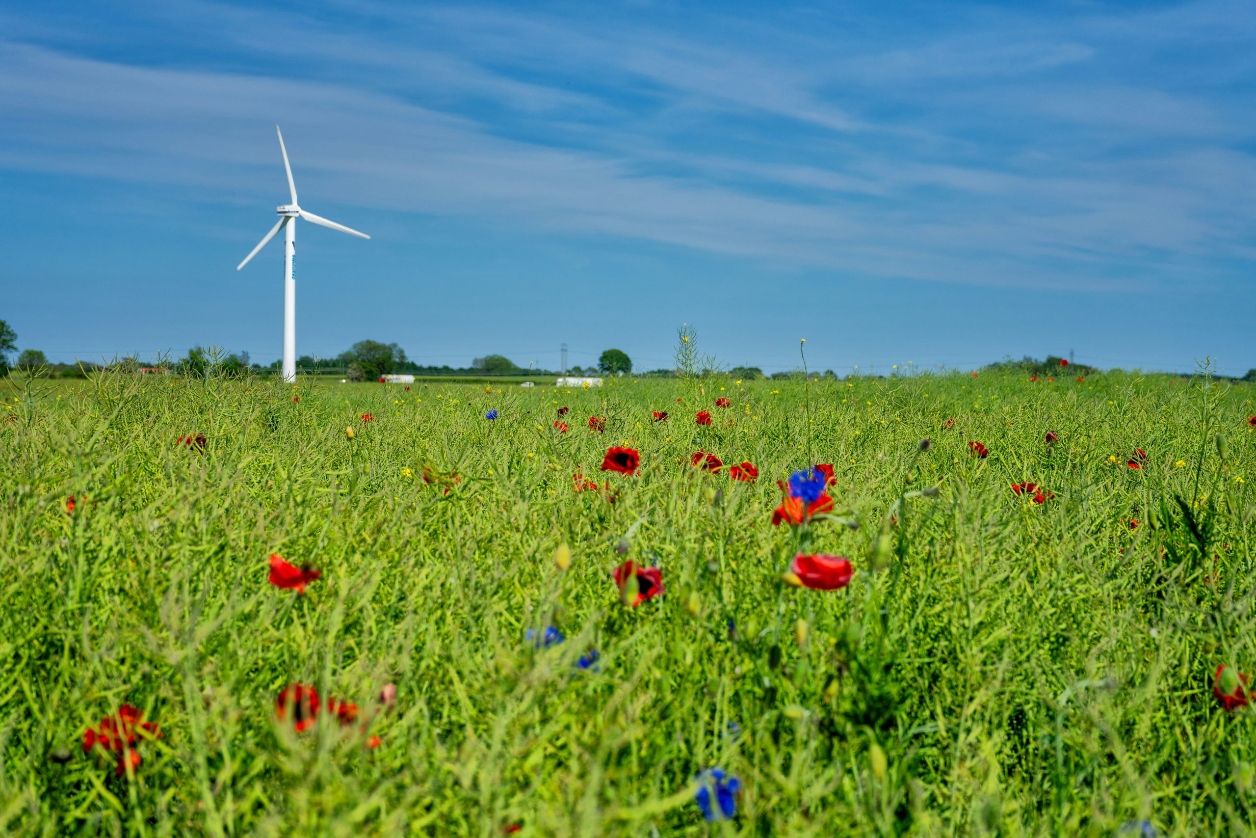 A green meadow of wildflowers, including red poppies and blue cornflowers, under a bright blue sky. In the background, a white wind turbine stands tall.
