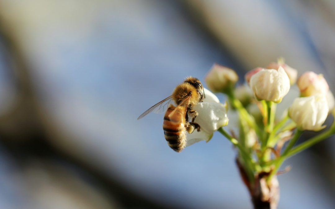 Ripristinare l’ecosistema per far pace con la natura