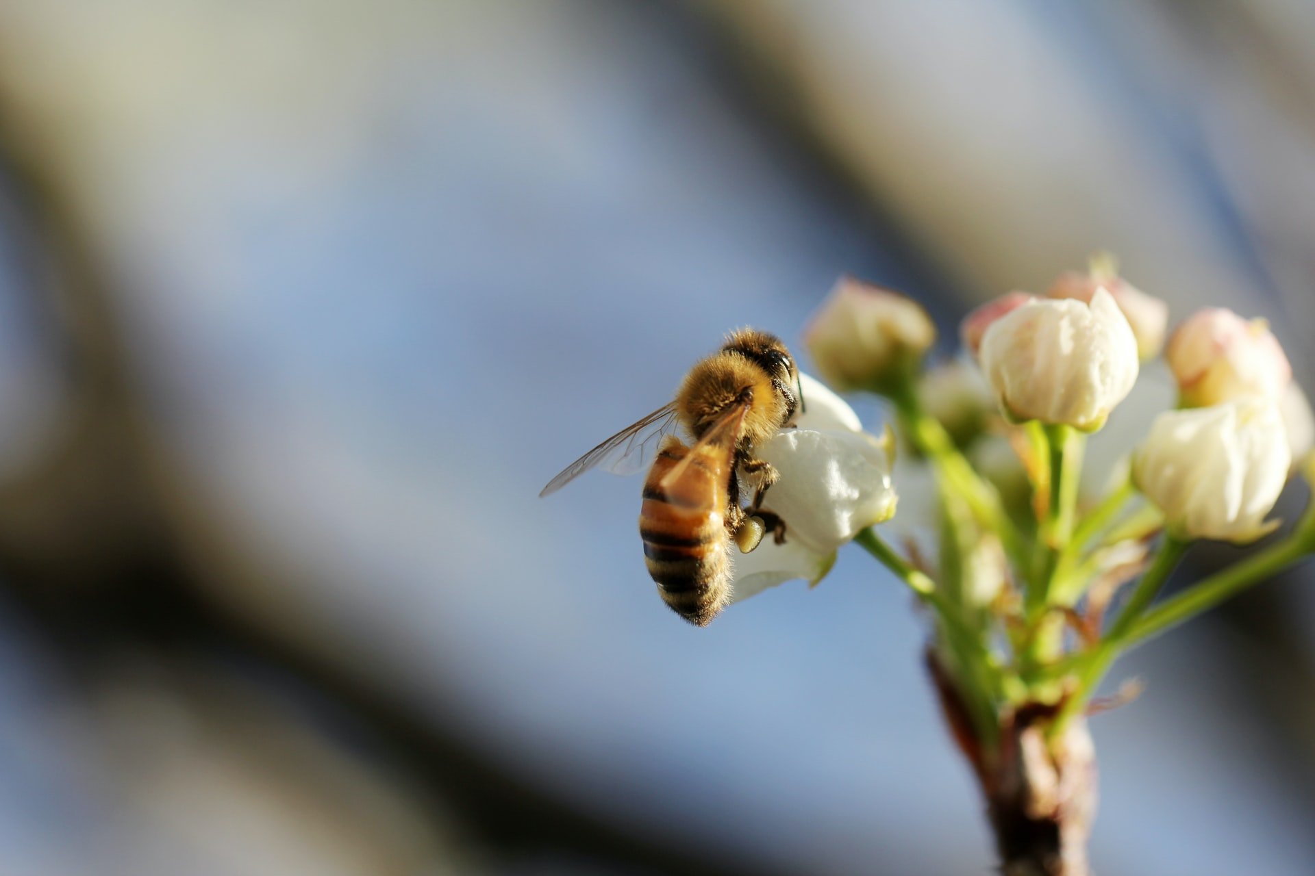 Ripristinare l’ecosistema per far pace con la natura
