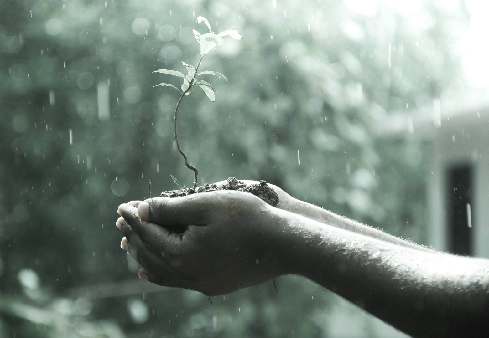 Tutela ambientale e partecipazione attiva- Plant a tree Grow a life