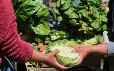 Promoting agroecology in the VET system: towards the transformation of global food systems