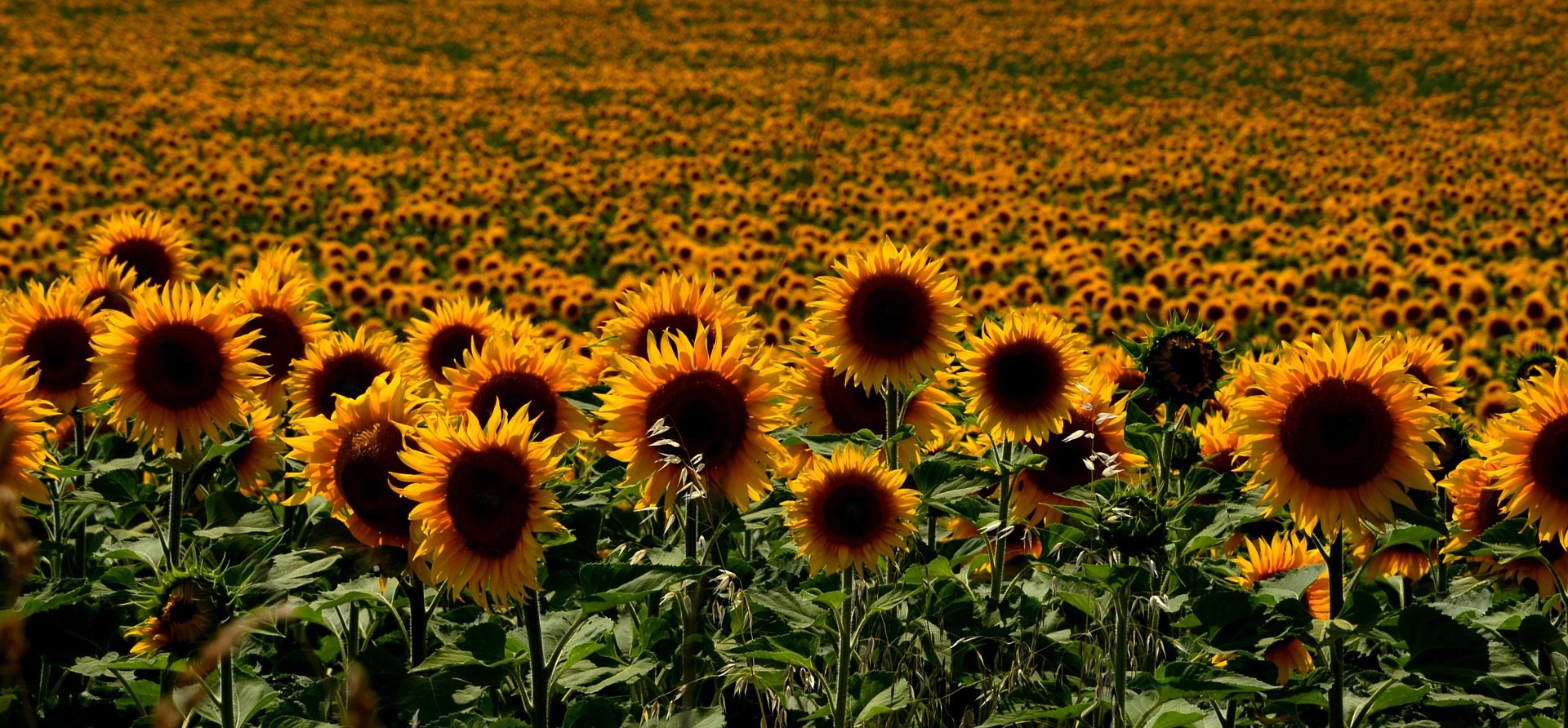 Building a social farm and crafting social rehabilitation EVS in Hungary